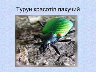 Турун красотіл пахучий

 