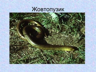 Жовтопузик

 