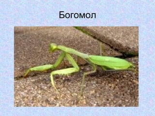 Богомол

 