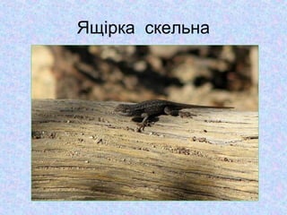 Ящірка скельна

 