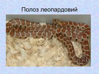 Полоз леопардовий

 