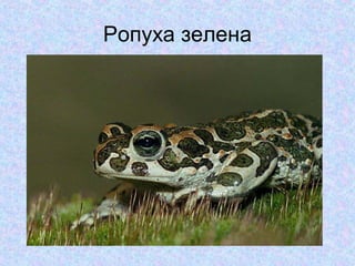 Ропуха зелена

 