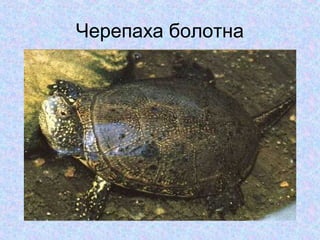 Черепаха болотна

 