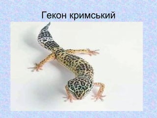 Гекон кримський

 