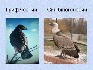 Гриф чорний

Сип білоголовий

 