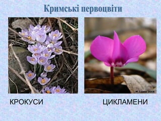 КРОКУСИ

ЦИКЛАМЕНИ

 