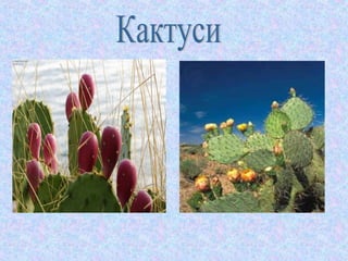 південний берег криму