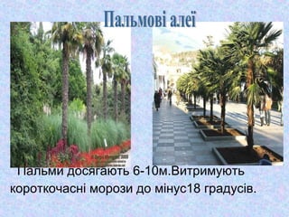 Пальми досягають 6-10м.Витримують
короткочасні морози до мінус18 градусів.

 