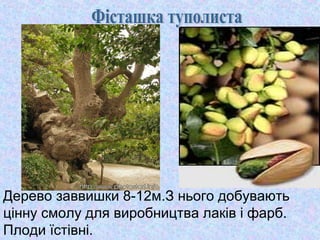 Дерево заввишки 8-12м.З нього добувають
цінну смолу для виробництва лаків і фарб.
Плоди їстівні.

 