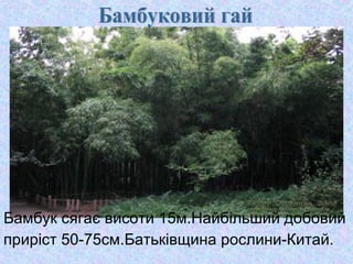 Бамбук сягає висоти 15м.Найбільший добовий
приріст 50-75см.Батьківщина рослини-Китай.

 
