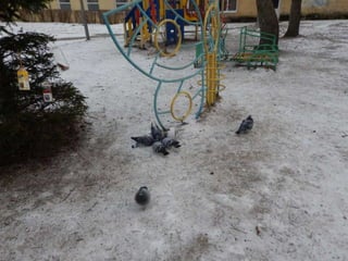 как мы помогли птицам