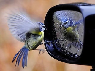 世界攝影金質作品