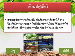 ด้ านปศุสัตว์
• สามารถช่ วยกาจัดกลิ่นเหม็น นาเสียจากฟาร์ มสัตว์ ได้ ช่ วย
้
ปองกันโรคระบาดต่ าง ๆ ในสัตว์ แทนการให้ ยาปฏิชีวนะ ทาให้
้
สัตว์ แข็งแรง มีความต้ านทานโรค ช่ วยกาจัดแมลงวัน ฯลฯ

เมนู

ต่อไป

 