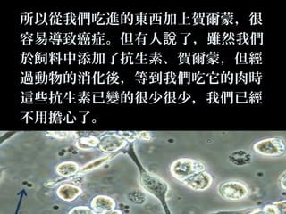 所以從我們吃進的東西加上賀爾蒙，很
容易導致癌症。但有人說 了，雖然我們
於飼料中添加了抗生素、賀爾蒙，但經
過動物的消化後，等到我們吃它的肉時
這些抗生素已變的很少很少，我們已經
不用擔心了。

 