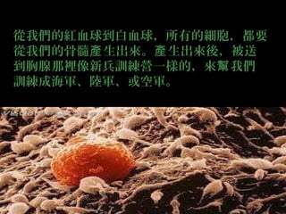 從我們的紅血球到白血球，所有的細胞，都要
從我們的骨髓產 生出來。產 生出來後，被送
到胸腺那裡像新兵訓練營一樣的，來幫 我們
訓練成海軍、陸軍、或空軍。

 