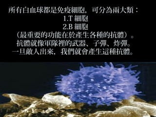 所有白血球都是免疫細胞，可分為兩大類：
1.T 細胞
2.B 細胞
（最重要的功能在於產生各種的抗體）。
抗體就像軍隊裡的武器、子彈、炸彈。
一旦敵人出來，我們就會產生這種抗體。

 
