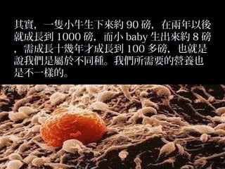 其實，一隻小牛生下來約 90 磅，在兩年以後
就成長到 1000 磅，而小 baby 生出來約 8 磅
，需成長十幾年才成長到 100 多磅，也就是
說我們是屬於不同種。我們所需要的營養也
是不一樣的。

 