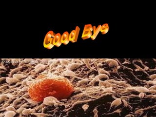 談免疫系統與營養