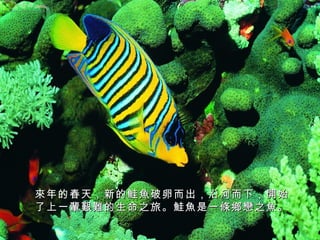 來年的春天，新的鮭 魚破卵而出，沿河而下，開始
了上一輩艱難的生命之旅。鮭魚是一條鄉戀之魚。

 