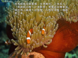 母馬哈魚忍著劇 痛，任憑撕咬。小魚長大了
，母魚卻只剩下一堆骸骨，無聲地詮釋著這
個世界上最偉大的母愛。大馬哈魚是一條母
愛之魚。

 