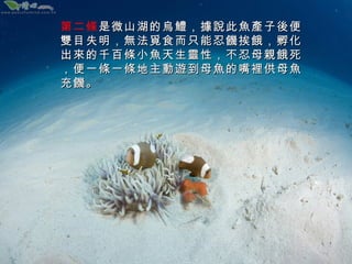 第二條 是微山湖的烏鱧，據說此魚產子後便
雙目失明，無法覓食而只能忍饑挨餓，孵化
出來的千百條小魚天生靈性，不忍母親餓死
，便一 條一條地主動遊到母魚的嘴裡供母魚
充饑。

 