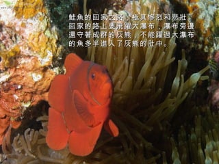 鮭 魚的回家之路，極其慘烈和悲壯。
回家的路上要飛躍大瀑布，瀑布旁邊
還守著成群的灰熊，不能躍過大瀑布
的魚多半進入了灰熊的肚中。

 