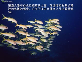 躍過大瀑布的魚已經筋疲力盡，卻還得面對數以萬
計的魚雕的獵食。只有不多的幸運者才可以躲過追
捕。

 