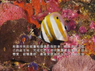 耗盡所有的能量和儲備的脂肪 後，鮭魚遊回了自
己的出生地，完成它們生命中最重要的事情。談
戀愛，結婚產卵，最後安詳地死在自己的出生地
。

 