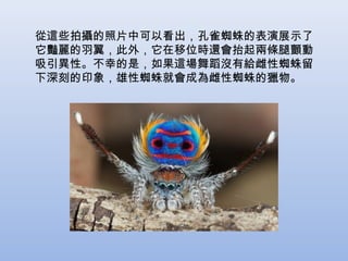 從這些拍攝的照片中可以看出，孔雀蜘蛛的表演展示了
它豔麗的羽翼，此外，它在移位時還會抬起兩條腿顫動
吸引異性。不幸的是，如果這場舞蹈沒有給雌性蜘蛛留
下深刻的印象，雄性蜘蛛就會成為雌性蜘蛛的獵物。

 
