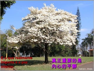 E o que realmente
importa é a paz
interior

真正重要的是
內心的平靜

 