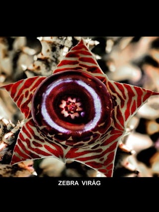 ZEBRA VIR?G

 