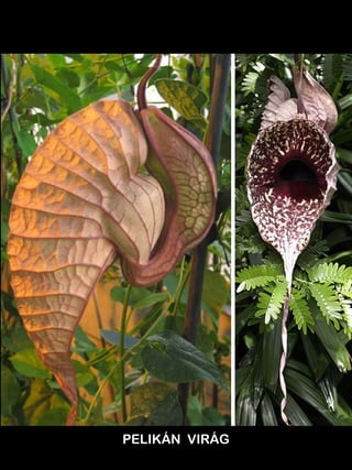 PELIKÁN VIRÁG

 