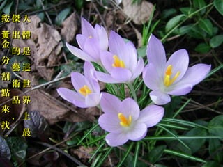 有按 傑 人

,,

五黃 出 體
金
大 的是
分
黃 藝這
金割
術世
穴點
品界
。來
，上
找
最

 