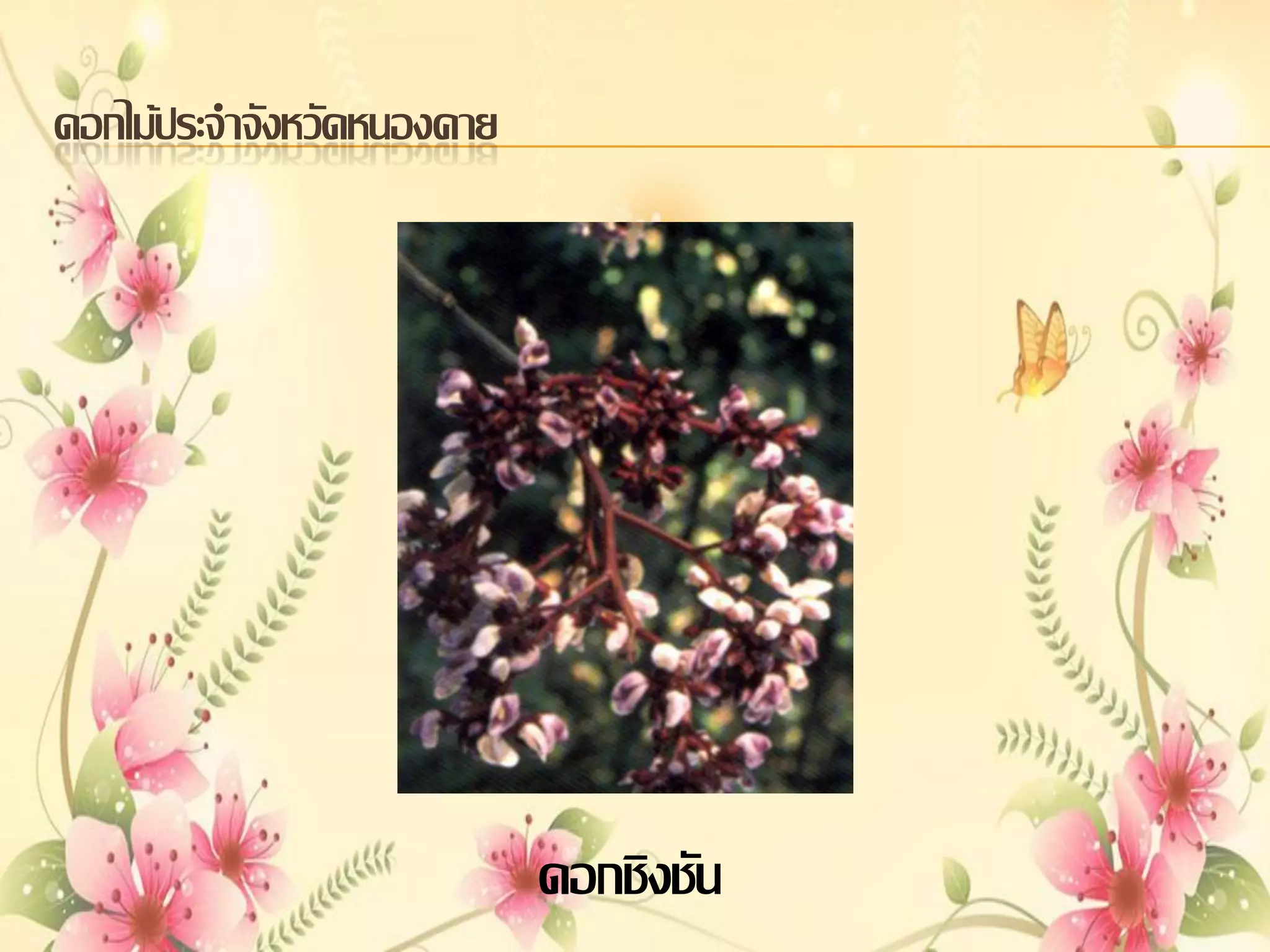 ดอกไม้ประจาจังหวัดหนองคาย

ดอกชิงชัน

 