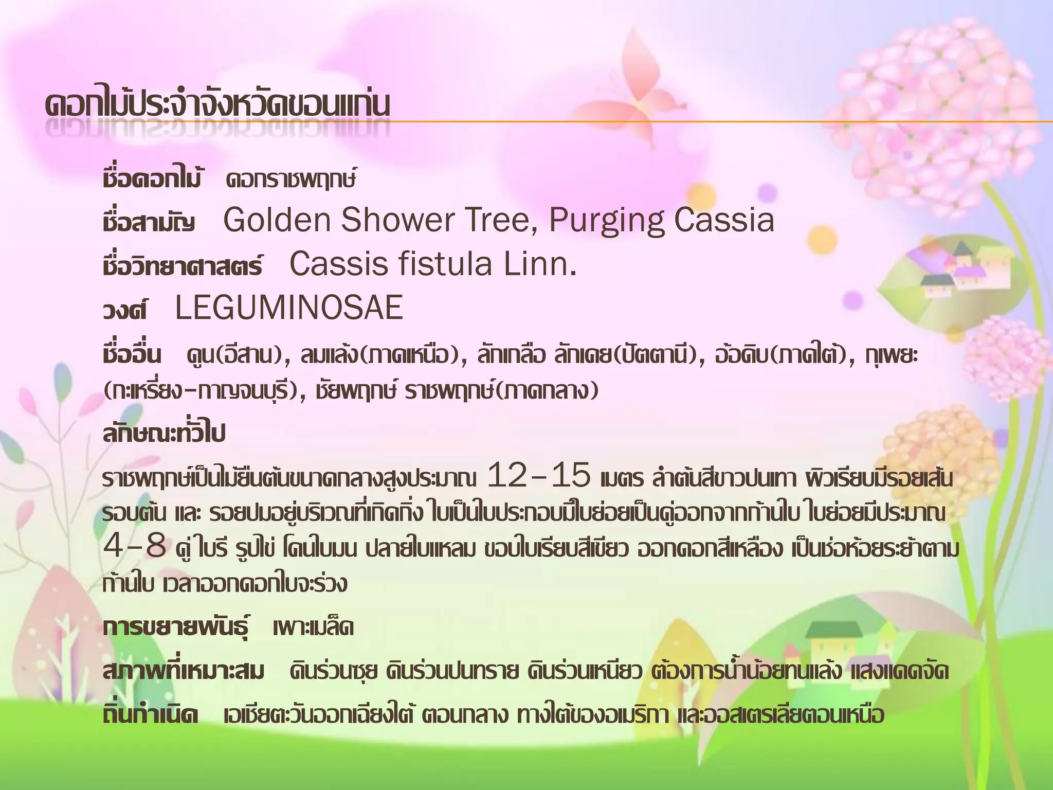 ดอกไม้ประจาจังหวัดขอนแก่น
ชื่อดอกไม้ ดอกราชพฤกษ์
ชื่อสามัญ Golden Shower Tree, Purging Cassia
ชื่อวิทยาศาสตร์ Cassis fistula Linn.
วงศ์ LEGUMINOSAE
ชื่ออื่น คูน(อีสาน), ลมแล้ง(ภาคเหนือ), ลักเกลือ ลักเคย(ปัตตานี), อ้อดิบ(ภาคใต้), กุเพยะ
(กะเหรี่ยง-กาญจนบุรี), ชัยพฤกษ์ ราชพฤกษ์(ภาคกลาง)
ลักษณะทั่วไป
ราชพฤกษ์เป็นไม้ยืนต้นขนาดกลางสูงประมาณ 12–15 เมตร ลาต้นสีขาวปนเทา ผิวเรียบมีรอยเส้น
รอบต้น และ รอยปมอยู่บริเวณที่เกิดกิ่ง ใบเป็นใบประกอบมีใบย่อยเป็นคู่ออกจากก้านใบ ใบย่อยมีประมาณ
4–8 คู่ ใบรี รูปไข่ โคนใบมน ปลายใบแหลม ขอบใบเรียบสีเขียว ออกดอกสีเหลือง เป็นช่อห้อยระย้าตาม
ก้านใบ เวลาออกดอกใบจะร่วง
การขยายพันธุ์ เพาะเมล็ด
สภาพที่เหมาะสม ดินร่วนซุย ดินร่วนปนทราย ดินร่วนเหนียว ต้องการน้าน้อยทนแล้ง แสงแดดจัด
ถิ่นกาเนิด เอเชียตะวันออกเฉียงใต้ ตอนกลาง ทางใต้ของอเมริกา และออสเตรเลียตอนเหนือ

 