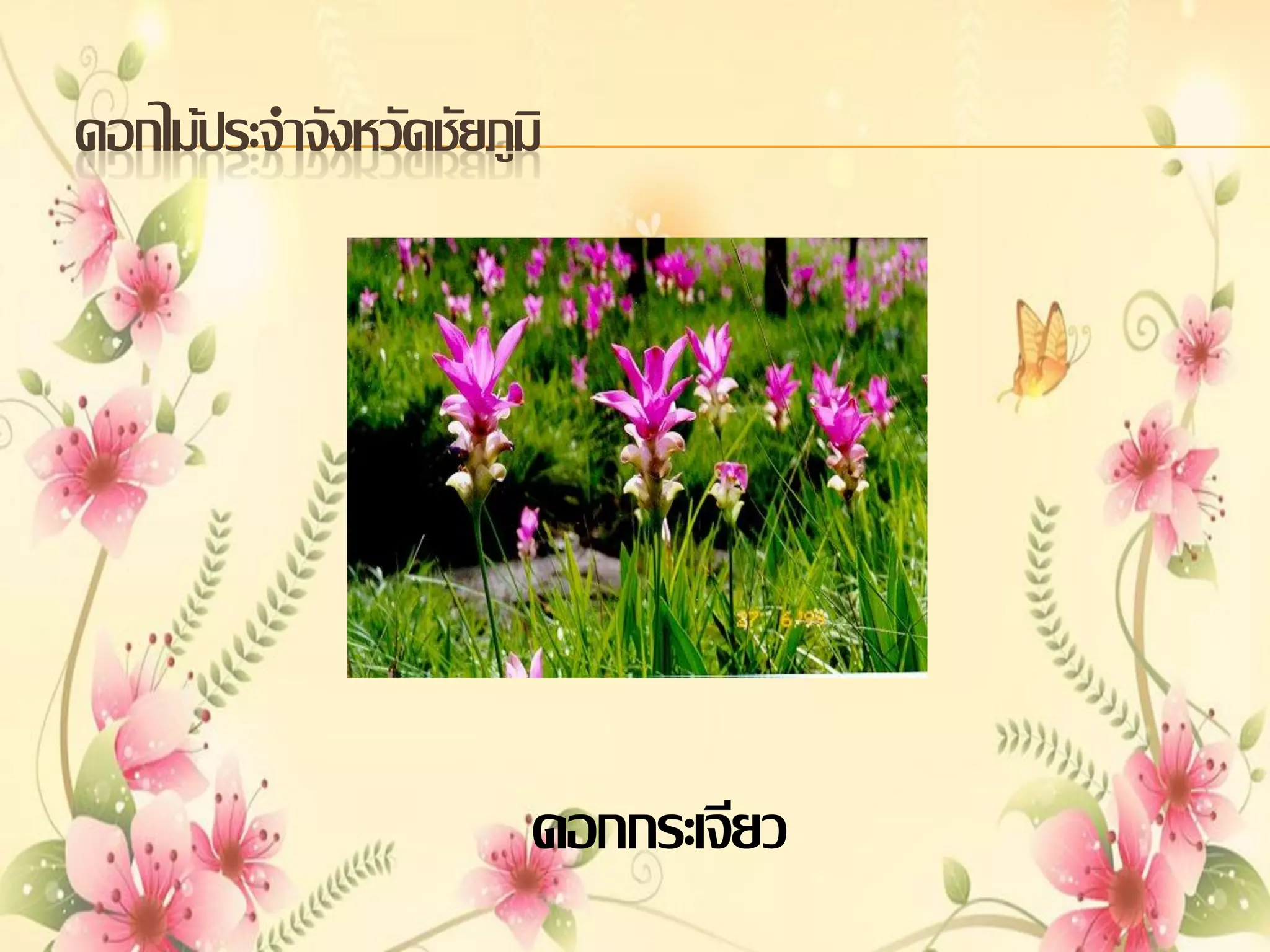 ดอกไม้ประจาจังหวัดชัยภูมิ

ดอกกระเจียว

 