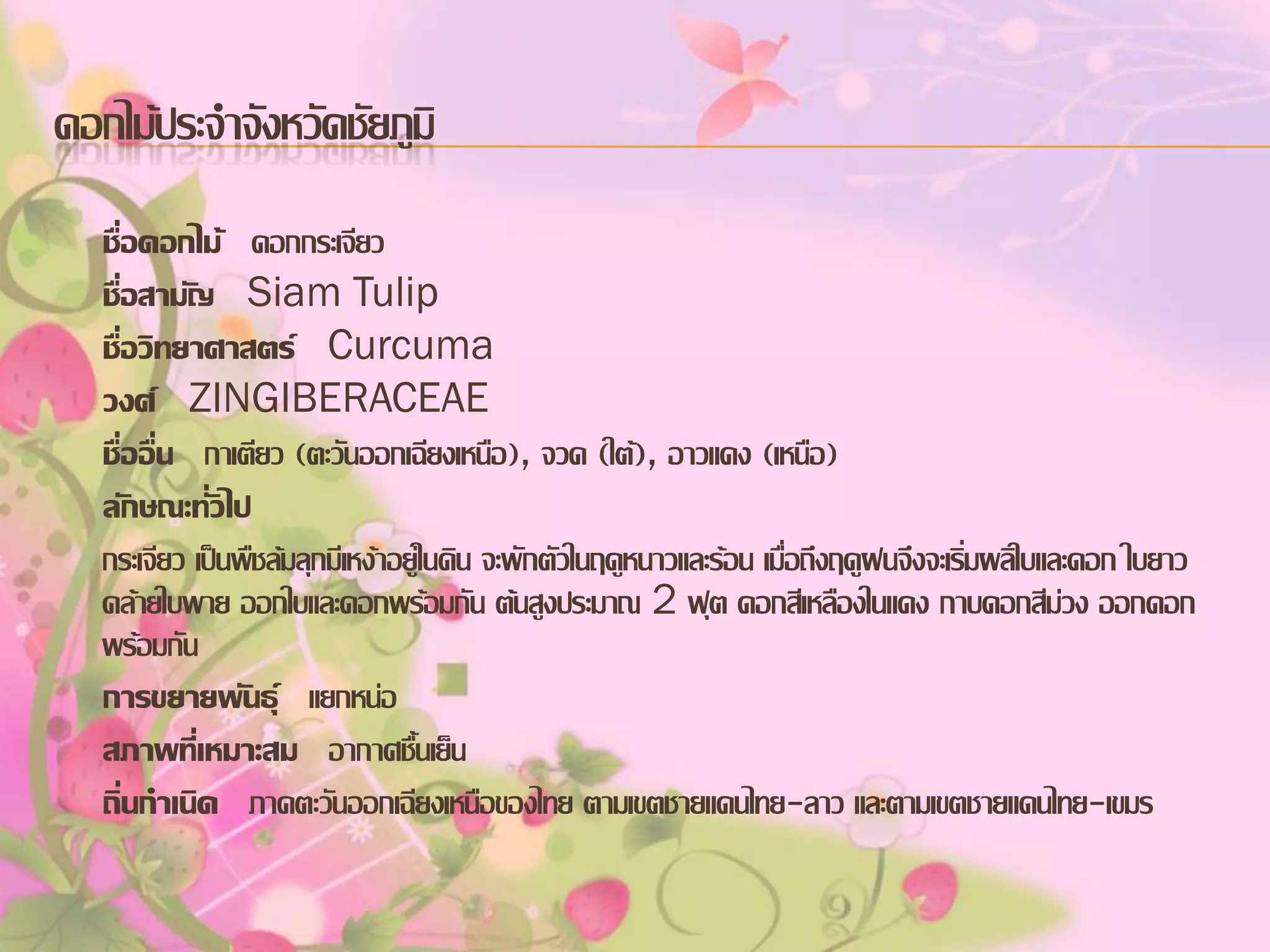 ดอกไม้ประจาจังหวัดชัยภูมิ
ชื่อดอกไม้ ดอกกระเจียว
ชื่อสามัญ Siam Tulip
ชื่อวิทยาศาสตร์ Curcuma
วงศ์ ZINGIBERACEAE
ชื่ออื่น กาเตียว (ตะวันออกเฉียงเหนือ), จวด (ใต้), อาวแดง (เหนือ)
ลักษณะทั่วไป
กระเจียว เป็นพืชล้มลุกมีเหง้าอยู่ในดิน จะพักตัวในฤดูหนาวและร้อน เมื่อถึงฤดูฝนจึงจะเริ่มผลิใบและดอก ใบยาว
คล้ายใบพาย ออกใบและดอกพร้อมกัน ต้นสูงประมาณ 2 ฟุต ดอกสีเหลืองในแดง กาบดอกสีม่วง ออกดอก
พร้อมกัน
การขยายพันธุ์ แยกหน่อ
สภาพที่เหมาะสม อากาศชื้นเย็น
ถิ่นกาเนิด ภาคตะวันออกเฉียงเหนือของไทย ตามเขตชายแดนไทย-ลาว และตามเขตชายแดนไทย-เขมร

 