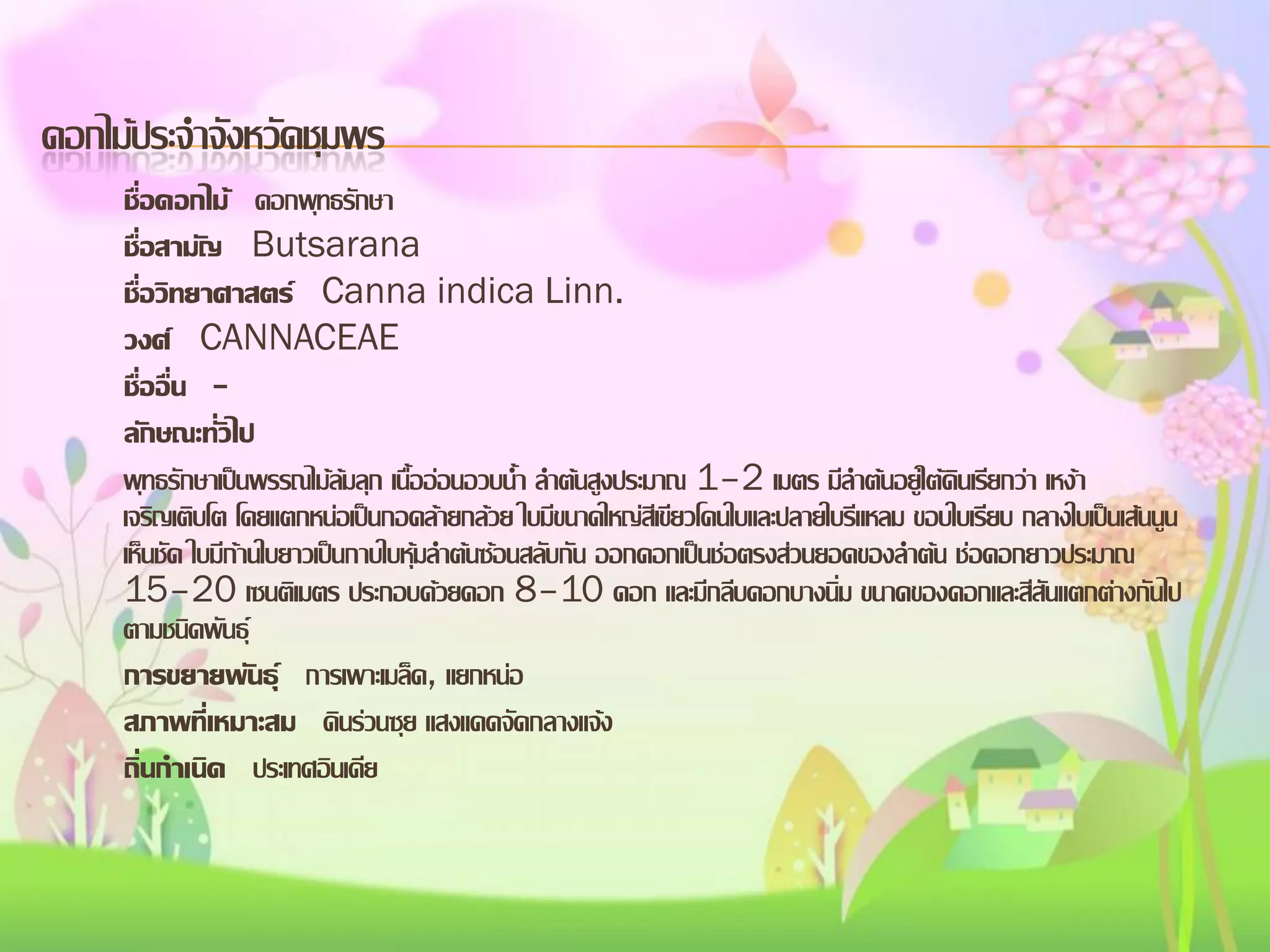 ดอกไม้ประจาจังหวัดชุมพร
ชื่อดอกไม้ ดอกพุทธรักษา
ชื่อสามัญ Butsarana
ชื่อวิทยาศาสตร์ Canna indica Linn.
วงศ์ CANNACEAE
ชื่ออื่น ลักษณะทั่วไป
พุทธรักษาเป็นพรรณไม้ล้มลุก เนื้ออ่อนอวบน้า ลาต้นสูงประมาณ 1–2 เมตร มีลาต้นอยู่ใต้ดินเรียกว่า เหง้า
เจริญเติบโต โดยแตกหน่อเป็นกอคล้ายกล้วย ใบมีขนาดใหญ่สีเขียวโคนใบและปลายใบรีแหลม ขอบใบเรียบ กลางใบเป็นเส้นนูน
เห็นชัด ใบมีก้านใบยาวเป็นกาบใบหุ้มลาต้นซ้อนสลับกัน ออกดอกเป็นช่อตรงส่วนยอดของลาต้น ช่อดอกยาวประมาณ
15–20 เซนติเมตร ประกอบด้วยดอก 8–10 ดอก และมีกลีบดอกบางนิ่ม ขนาดของดอกและสีสันแตกต่างกันไป
ตามชนิดพันธุ์
การขยายพันธุ์ การเพาะเมล็ด, แยกหน่อ
สภาพที่เหมาะสม ดินร่วนซุย แสงแดดจัดกลางแจ้ง
ถิ่นกาเนิด ประเทศอินเดีย

 