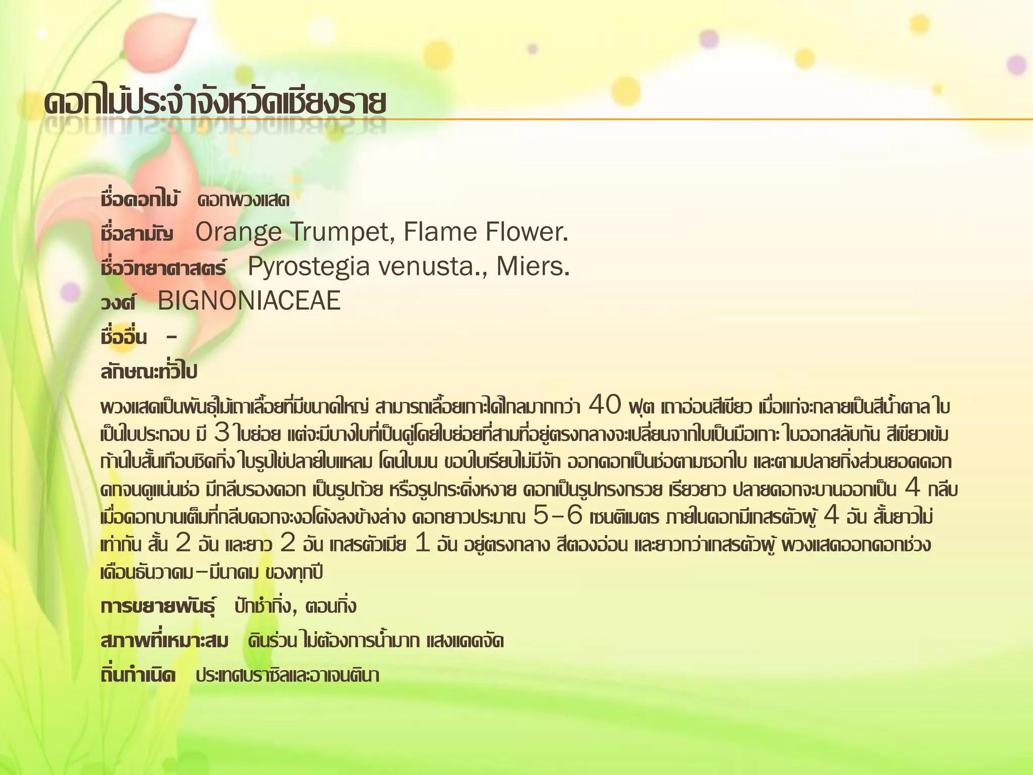 ดอกไม้ประจาจังหวัดเชียงราย
ชื่อดอกไม้ ดอกพวงแสด
ชื่อสามัญ Orange Trumpet, Flame Flower.
ชื่อวิทยาศาสตร์ Pyrostegia venusta., Miers.
วงศ์ BIGNONIACEAE
ชื่ออื่น ลักษณะทั่วไป
พวงแสดเป็นพันธุ์ไม้เถาเลื้อยที่มีขนาดใหญ่ สามารถเลื้อยเกาะได้ไกลมากกว่า 40 ฟุต เถาอ่อนสีเขียว เมื่อแก่จะกลายเป็นสีน้าตาล ใบ
เป็นใบประกอบ มี 3 ใบย่อย แต่จะมีบางใบที่เป็นคู่โดยใบย่อยที่สามที่อยู่ตรงกลางจะเปลี่ยนจากใบเป็นมือเกาะ ใบออกสลับกัน สีเขียวเข้ม
ก้านใบสั้นเกือบชิดกิ่ง ใบรูปไข่ปลายใบแหลม โคนใบมน ขอบใบเรียบไม่มีจัก ออกดอกเป็นช่อตามซอกใบ และตามปลายกิ่งส่วนยอดดอก
ดกจนดูแน่นช่อ มีกลีบรองดอก เป็นรูปถ้วย หรือรูปกระดิ่งหงาย ดอกเป็นรูปทรงกรวย เรียวยาว ปลายดอกจะบานออกเป็น 4 กลีบ
เมื่อดอกบานเต็มที่กลีบดอกจะงอโค้งลงข้างล่าง ดอกยาวประมาณ 5–6 เซนติเมตร ภายในดอกมีเกสรตัวผู้ 4 อัน สั้นยาวไม่
เท่ากัน สั้น 2 อัน และยาว 2 อัน เกสรตัวเมีย 1 อัน อยู่ตรงกลาง สีตองอ่อน และยาวกว่าเกสรตัวผู้ พวงแสดออกดอกช่วง
เดือนธันวาคม–มีนาคม ของทุกปี
การขยายพันธุ์ ปักชากิ่ง, ตอนกิ่ง
สภาพทีเ่ หมาะสม ดินร่วน ไม่ต้องการน้ามาก แสงแดดจัด
ถิ่นกาเนิด ประเทศบราซิลและอาเจนตินา

 