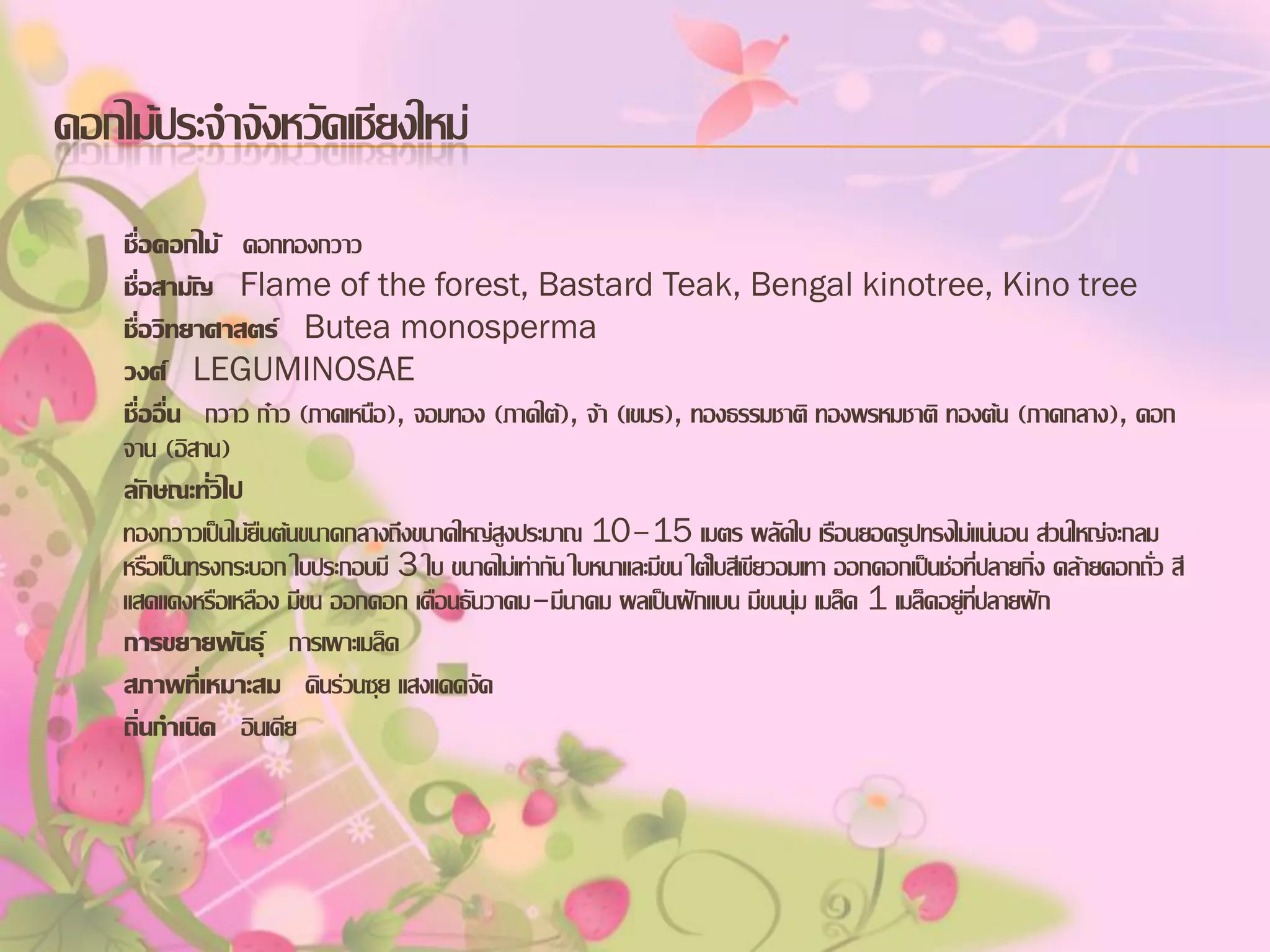 ดอกไม้ประจาจังหวัดเชียงใหม่
ชื่อดอกไม้ ดอกทองกวาว
ชื่อสามัญ Flame of the forest, Bastard Teak, Bengal kinotree, Kino tree
ชื่อวิทยาศาสตร์ Butea monosperma
วงศ์ LEGUMINOSAE
ชื่ออื่น กวาว ก๋าว (ภาคเหนือ), จอมทอง (ภาคใต้), จ้า (เขมร), ทองธรรมชาติ ทองพรหมชาติ ทองต้น (ภาคกลาง), ดอก
จาน (อิสาน)
ลักษณะทั่วไป
ทองกวาวเป็นไม้ยืนต้นขนาดกลางถึงขนาดใหญ่สูงประมาณ 10–15 เมตร ผลัดใบ เรือนยอดรูปทรงไม่แน่นอน ส่วนใหญ่จะกลม
หรือเป็นทรงกระบอก ใบประกอบมี 3 ใบ ขนาดไม่เท่ากัน ใบหนาและมีขน ใต้ใบสีเขียวอมเทา ออกดอกเป็นช่อที่ปลายกิ่ง คล้ายดอกถั่ว สี
แสดแดงหรือเหลือง มีขน ออกดอก เดือนธันวาคม–มีนาคม ผลเป็นฝักแบน มีขนนุ่ม เมล็ด 1 เมล็ดอยู่ที่ปลายฝัก
การขยายพันธุ์ การเพาะเมล็ด
สภาพทีเ่ หมาะสม ดินร่วนซุย แสงแดดจัด
ถิ่นกาเนิด อินเดีย

 