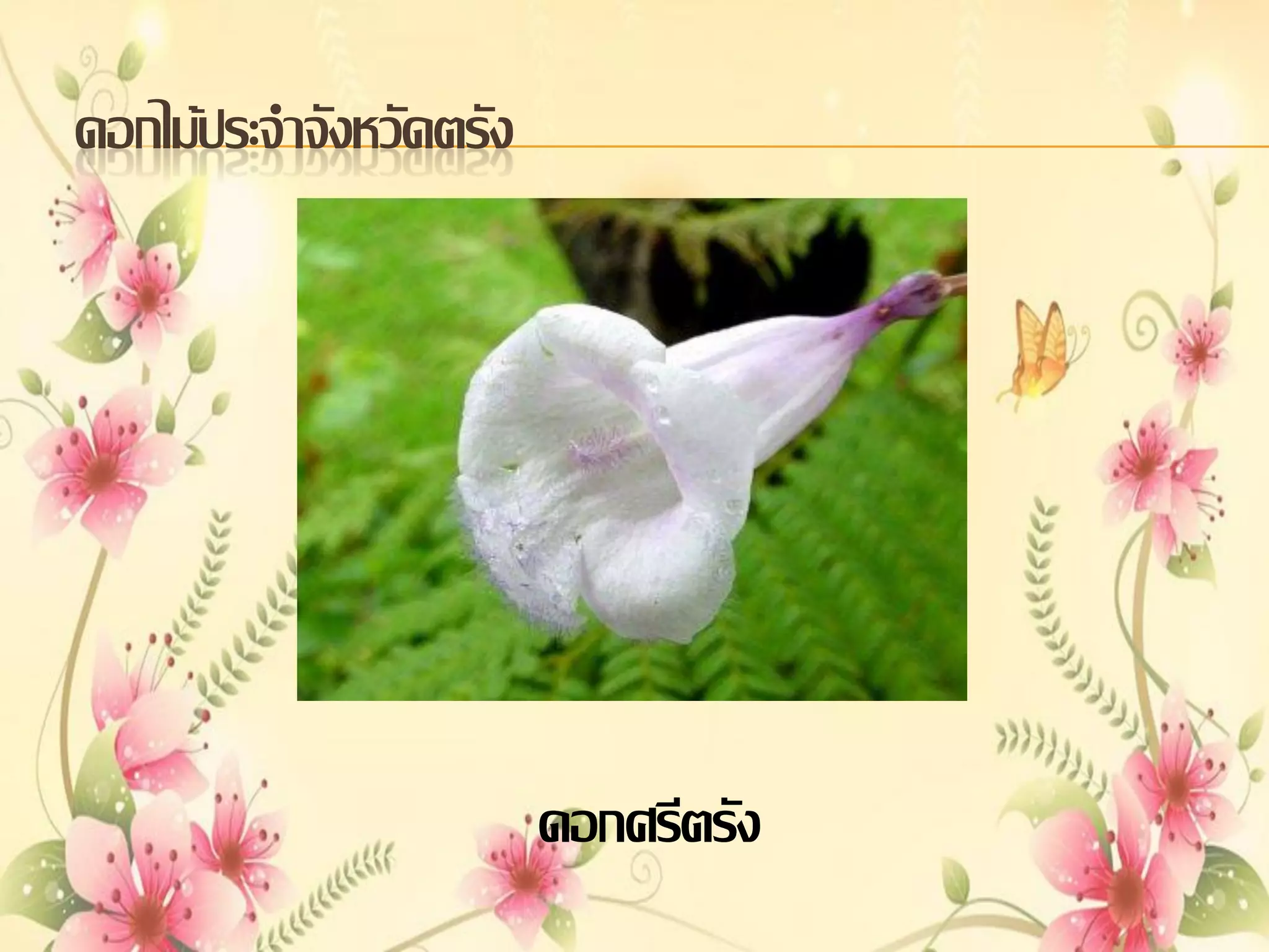 ดอกไม้ประจาจังหวัดตรัง

ดอกศรีตรัง

 