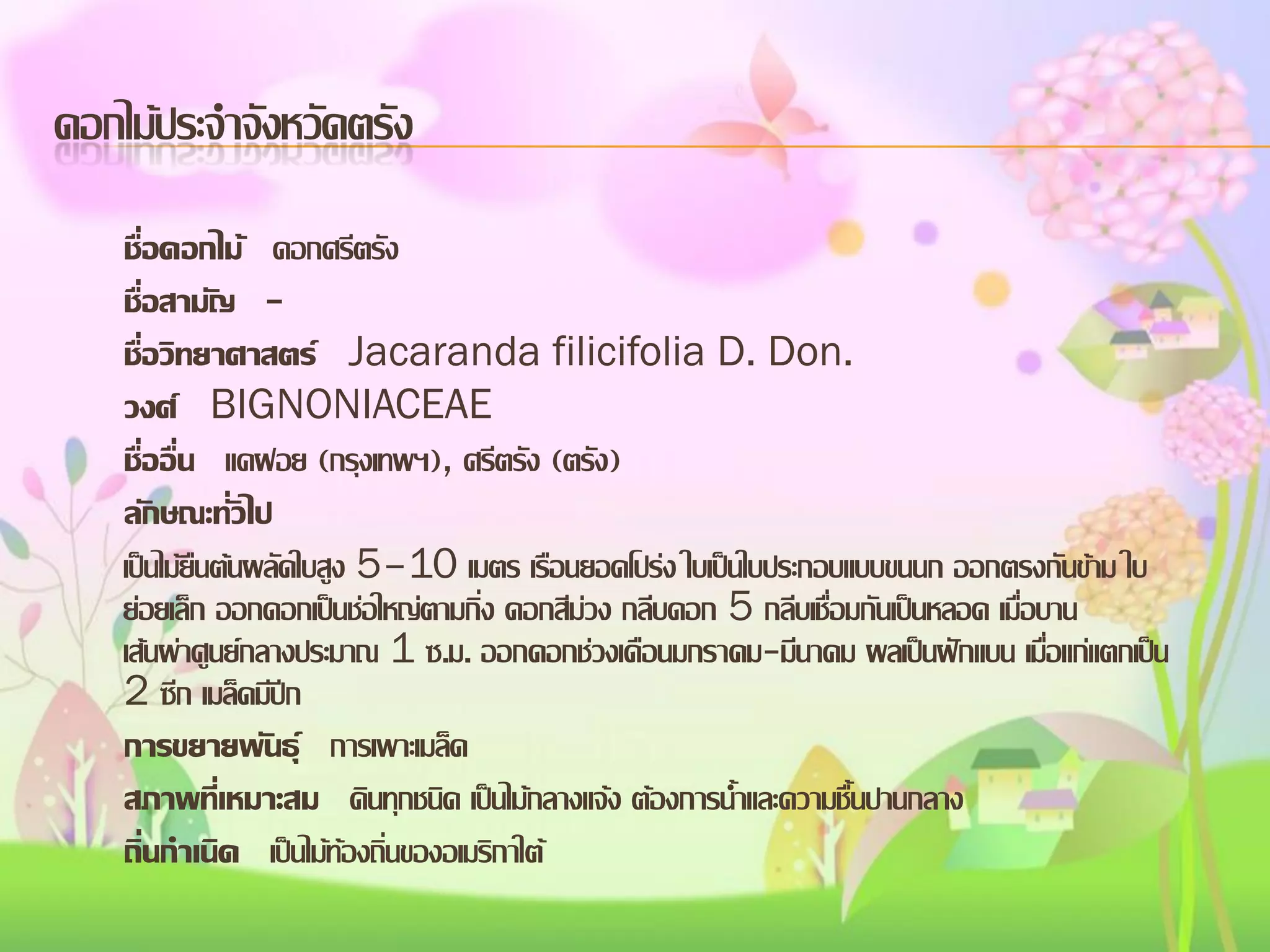 ดอกไม้ประจาจังหวัดตรัง
ชื่อดอกไม้ ดอกศรีตรัง
ชื่อสามัญ ชื่อวิทยาศาสตร์ Jacaranda filicifolia D. Don.
วงศ์ BIGNONIACEAE
ชื่ออื่น แคฝอย (กรุงเทพฯ), ศรีตรัง (ตรัง)
ลักษณะทั่วไป
เป็นไม้ยืนต้นผลัดใบสูง 5–10 เมตร เรือนยอดโปร่ง ใบเป็นใบประกอบแบบขนนก ออกตรงกันข้าม ใบ
ย่อยเล็ก ออกดอกเป็นช่อใหญ่ตามกิ่ง ดอกสีม่วง กลีบดอก 5 กลีบเชื่อมกันเป็นหลอด เมื่อบาน
เส้นผ่าศูนย์กลางประมาณ 1 ซ.ม. ออกดอกช่วงเดือนมกราคม-มีนาคม ผลเป็นฝักแบน เมื่อแก่แตกเป็น
2 ซีก เมล็ดมีปีก
การขยายพันธุ์ การเพาะเมล็ด
สภาพทีเ่ หมาะสม ดินทุกชนิด เป็นไม้กลางแจ้ง ต้องการน้าและความชื้นปานกลาง
ถิ่นกาเนิด เป็นไม้ท้องถิ่นของอเมริกาใต้

 