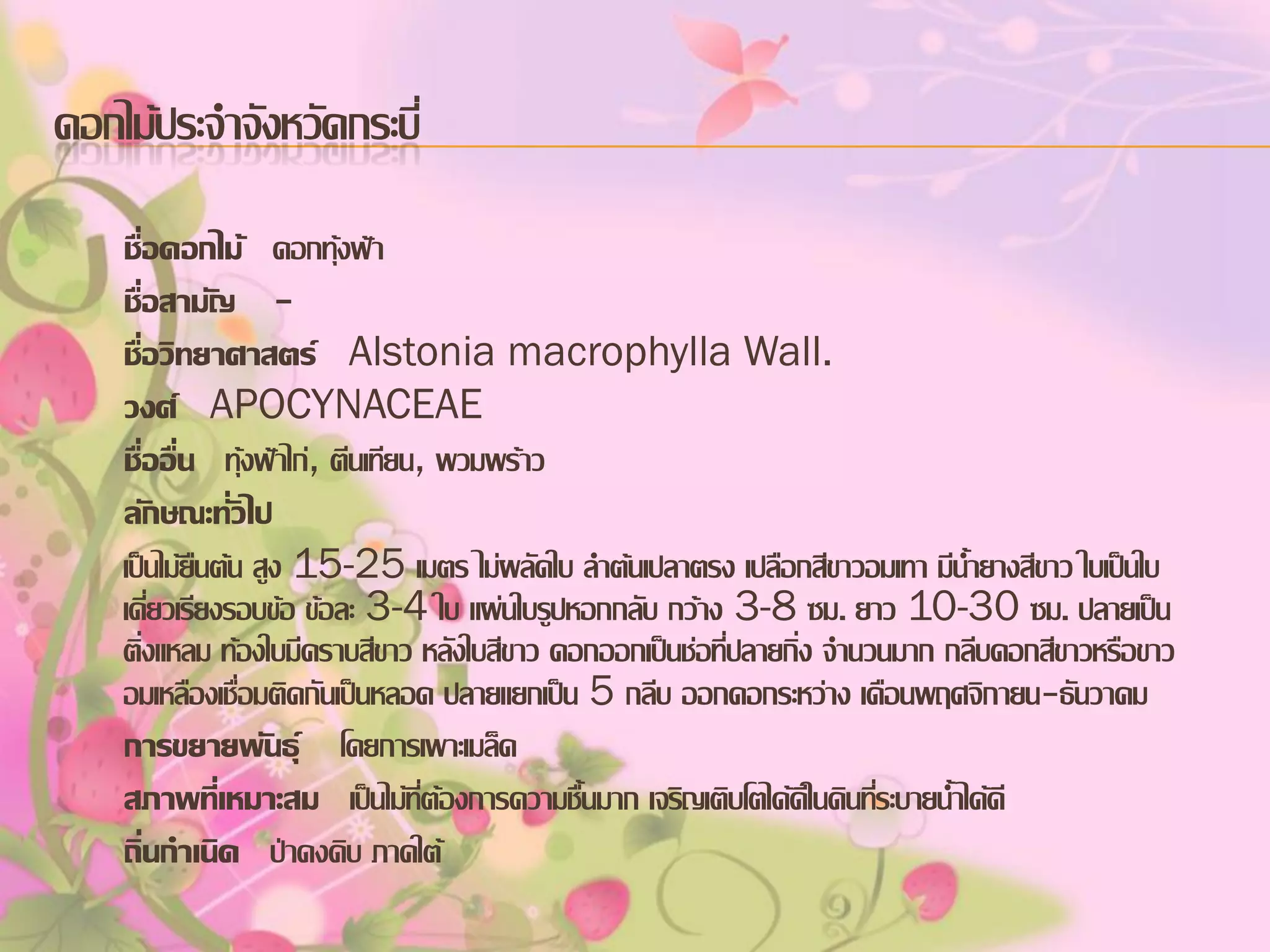 ดอกไม้ประจาจังหวัดกระบี่
ชื่อดอกไม้ ดอกทุ้งฟ้า
ชื่อสามัญ ชื่อวิทยาศาสตร์ Alstonia macrophylla Wall.
วงศ์ APOCYNACEAE
ชื่ออื่น ทุ้งฟ้าไก่, ตีนเทียน, พวมพร้าว
ลักษณะทั่วไป
เป็นไม้ยืนต้น สูง 15-25 เมตร ไม่ผลัดใบ ลาต้นเปลาตรง เปลือกสีขาวอมเทา มีน้ายางสีขาว ใบเป็นใบ
เดี่ยวเรียงรอบข้อ ข้อละ 3-4 ใบ แผ่นใบรูปหอกกลับ กว้าง 3-8 ซม. ยาว 10-30 ซม. ปลายเป็น
ติ่งแหลม ท้องใบมีคราบสีขาว หลังใบสีขาว ดอกออกเป็นช่อที่ปลายกิ่ง จานวนมาก กลีบดอกสีขาวหรือขาว
อมเหลืองเชื่อมติดกันเป็นหลอด ปลายแยกเป็น 5 กลีบ ออกดอกระหว่าง เดือนพฤศจิกายน-ธันวาคม
การขยายพันธุ์ โดยการเพาะเมล็ด
สภาพทีเ่ หมาะสม เป็นไม้ที่ต้องการความชื้นมาก เจริญเติบโตได้ดีในดินที่ระบายน้าได้ดี
ถิ่นกาเนิด ป่าดงดิบ ภาคใต้

 
