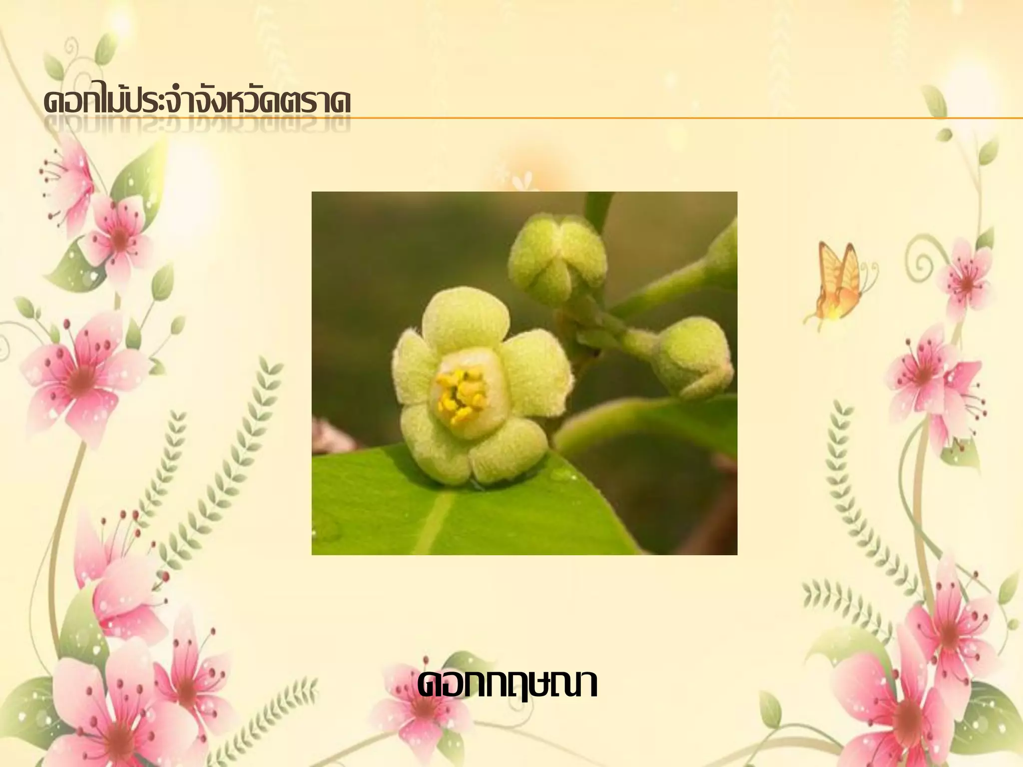 ดอกไม้ประจาจังหวัดตราด

ดอกกฤษณา

 