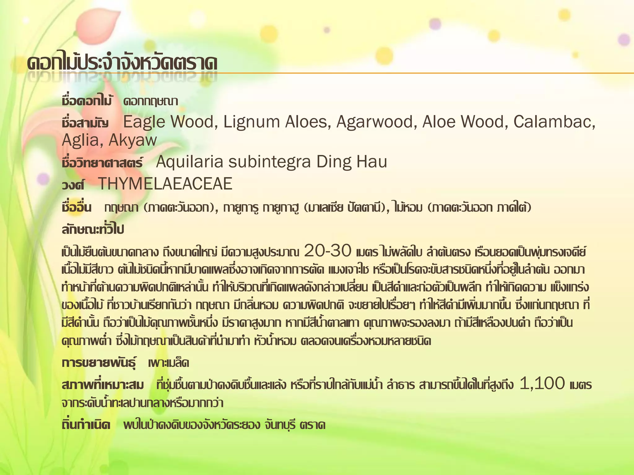 ดอกไม้ประจาจังหวัดตราด
ชื่อดอกไม้ ดอกกฤษณา
ชื่อสามัญ Eagle Wood, Lignum Aloes, Agarwood, Aloe Wood, Calambac,
Aglia, Akyaw
ชื่อวิทยาศาสตร์ Aquilaria subintegra Ding Hau
วงศ์ THYMELAEACEAE
ชื่ออื่น กฤษณา (ภาคตะวันออก), กายูการู กายูกาฮู (มาเลเซีย ปัตตานี), ไม้หอม (ภาคตะวันออก ภาคใต้)
ลักษณะทั่วไป
เป็นไม้ยืนต้นขนาดกลาง ถึงขนาดใหญ่ มีความสูงประมาณ 20-30 เมตร ไม่ผลัดใบ ลาต้นตรง เรือนยอดเป็นพุมทรงเจดีย์
่
เนื้อไม้มีสีขาว ต้นไม้ชนิดนีหากมีบาดแผลซึ่งอาจเกิดจากการตัด แมงเจาะใช หรือเป็นโรคจะขับสารชนิดหนึ่งที่อยู่ในลาต้น ออกมา
้
ทาหน้าที่ต้านความผิดปกติเหล่านั้น ทาให้บริเวณทีเ่ กิดแผลดังกล่าวเปลี่ยน เป็นสีดาและก่อตัวเป็นผลึก ทาให้เกิดความ แข็งแกร่ง
ของเนือไม้ ที่ชาวบ้านเรียกกันว่า กฤษณา มีกลิ่นหอม ความผิดปกติ จะขยายไปเรื่อยๆ ทาให้สีดามีเพิ่มมากขึน ซึ่งแก่นกฤษณา ที่
้
้
มีสีดานัน ถือว่าเป็นไม้คุณภาพชั้นหนึ่ง มีราคาสูงมาก หากมีสีน้าตาลเทา คุณภาพจะรองลงมา ถ้ามีสีเหลืองปนดา ถือว่าเป็น
้
คุณภาพต่า ซึ่งไม้กฤษณาเป็นสินค้าที่นามาทา หัวน้าหอม ตลอดจนเครืองหอมหลายชนิด
่
การขยายพันธุ์ เพาะเมล็ด
สภาพที่เหมาะสม ที่ชุ่มชื้นตามป่าดงดิบชื้นและแล้ง หรือที่ราบใกล้กับแม่น้า ลาธาร สามารถขึ้นได้ในทีสูงถึง 1,100 เมตร
่
จากระดับน้าทะเลปานกลางหรือมากกว่า
ถิ่นกาเนิด พบในป่าดงดิบของจังหวัดระยอง จันทบุรี ตราด

 