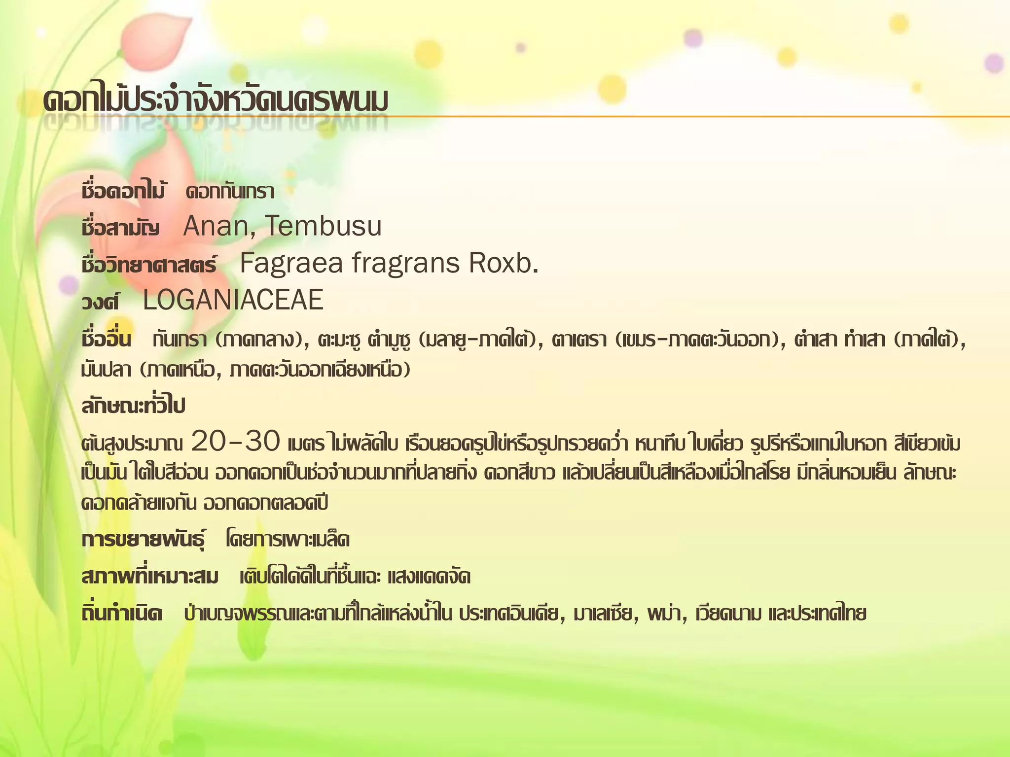 ดอกไม้ประจาจังหวัดนครพนม
ชื่อดอกไม้ ดอกกันเกรา
ชื่อสามัญ Anan, Tembusu
ชื่อวิทยาศาสตร์ Fagraea fragrans Roxb.
วงศ์ LOGANIACEAE
ชื่ออื่น กันเกรา (ภาคกลาง), ตะมะซู ตามูซู (มลายู-ภาคใต้), ตาเตรา (เขมร-ภาคตะวันออก), ตาเสา ทาเสา (ภาคใต้),
มันปลา (ภาคเหนือ, ภาคตะวันออกเฉียงเหนือ)
ลักษณะทั่วไป
ต้นสูงประมาณ 20–30 เมตร ไม่ผลัดใบ เรือนยอดรูปไข่หรือรูปกรวยคว่า หนาทึบ ใบเดี่ยว รูปรีหรือแกมใบหอก สีเขียวเข้ม
เป็นมัน ใต้ใบสีอ่อน ออกดอกเป็นช่อจานวนมากที่ปลายกิ่ง ดอกสีขาว แล้วเปลี่ยนเป็นสีเหลืองเมื่อใกล้โรย มีกลิ่นหอมเย็น ลักษณะ
ดอกคล้ายแจกัน ออกดอกตลอดปี
การขยายพันธุ์ โดยการเพาะเมล็ด
สภาพที่เหมาะสม เติบโตได้ดีในที่ชื้นแฉะ แสงแดดจัด
ถิ่นกาเนิด ป่าเบญจพรรณและตามที่ใกล้แหล่งน้าใน ประเทศอินเดีย, มาเลเซีย, พม่า, เวียดนาม และประเทศไทย

 