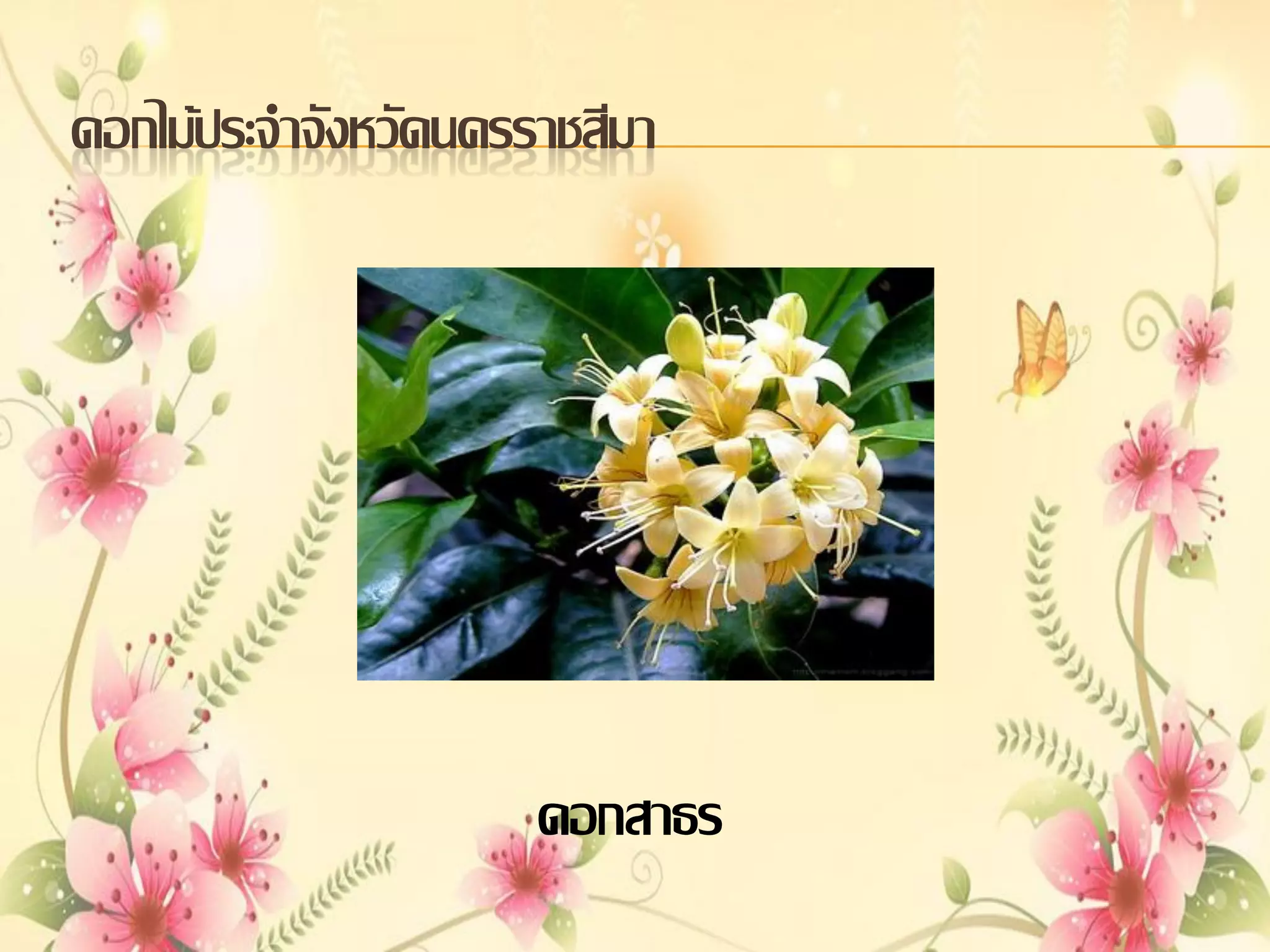 ดอกไม้ประจาจังหวัดนครราชสีมา

ดอกสาธร

 