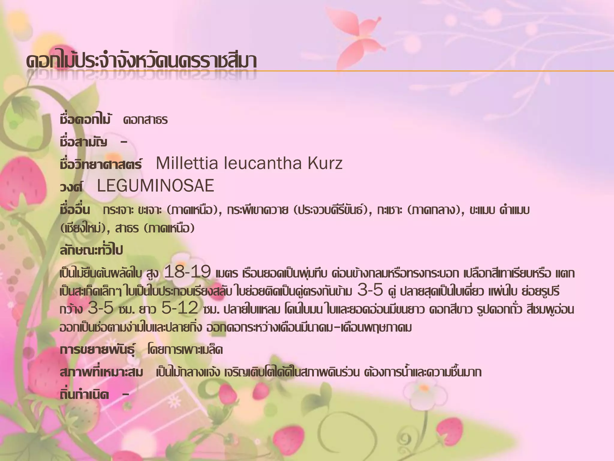 ดอกไม้ประจาจังหวัดนครราชสีมา
ชื่อดอกไม้ ดอกสาธร
ชื่อสามัญ ชื่อวิทยาศาสตร์ Millettia leucantha Kurz
วงศ์ LEGUMINOSAE
ชื่ออื่น กระเจาะ ขะเจาะ (ภาคเหนือ), กระพีเขาควาย (ประจวบคีรีขันธ์), กะเชาะ (ภาคกลาง), ขะแมบ คาแมบ
(เชียงใหม่), สาธร (ภาคเหนือ)
ลักษณะทั่วไป
เป็นไม้ยืนต้นผลัดใบ สูง 18-19 เมตร เรือนยอดเป็นพุ่มทึบ ค่อนข้างกลมหรือทรงกระบอก เปลือกสีเทาเรียบหรือ แตก
เป็นสะเก็ดเล็กๆ ใบเป็นใบประกอบเรียงสลับ ใบย่อยติดเป็นคู่ตรงกันข้าม 3-5 คู่ ปลายสุดเป็นใบเดี่ยว แผ่นใบ ย่อยรูปรี
กว้าง 3-5 ซม. ยาว 5-12 ซม. ปลายใบแหลม โคนใบมน ใบและยอดอ่อนมีขนยาว ดอกสีขาว รูปดอกถั่ว สีชมพูอ่อน
ออกเป็นช่อตามง่ามใบและปลายกิ่ง ออกดอกระหว่างเดือนมีนาคม-เดือนพฤษภาคม
การขยายพันธุ์ โดยการเพาะเมล็ด
สภาพทีเ่ หมาะสม เป็นไม้กลางแจ้ง เจริญเติบโตได้ดีในสภาพดินร่วน ต้องการน้าและความชื้นมาก
ถิ่นกาเนิด -

 