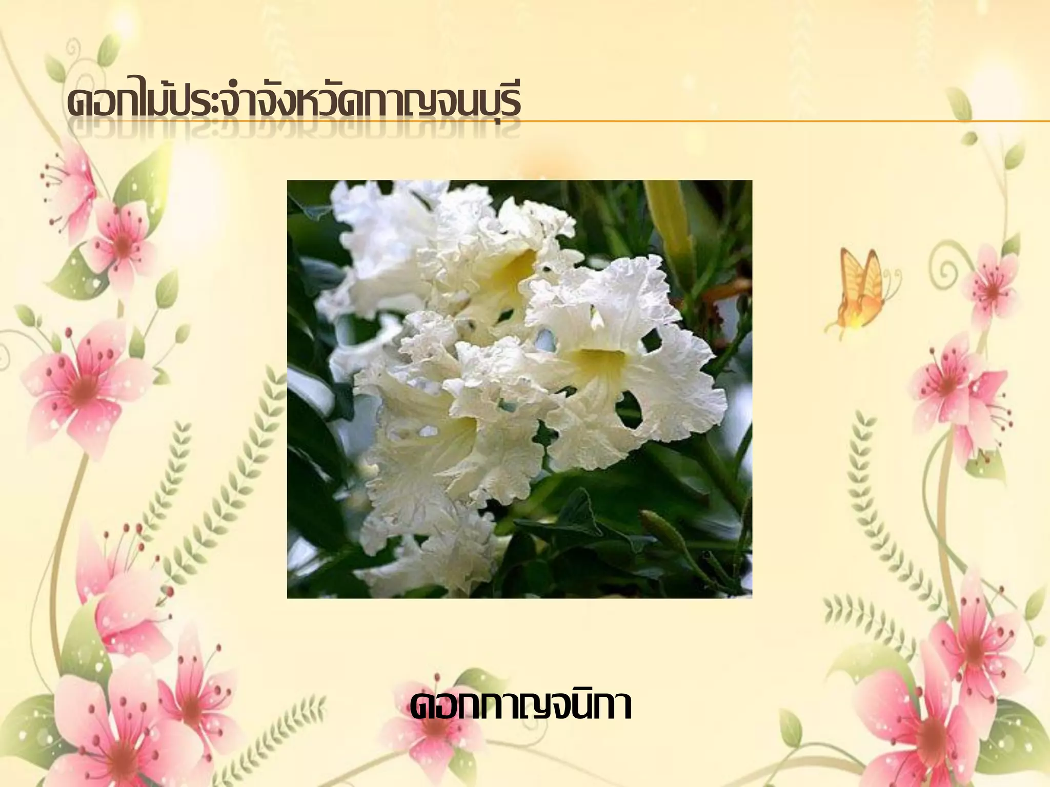 ดอกไม้ประจาจังหวัดกาญจนบุรี

ดอกกาญจนิกา

 