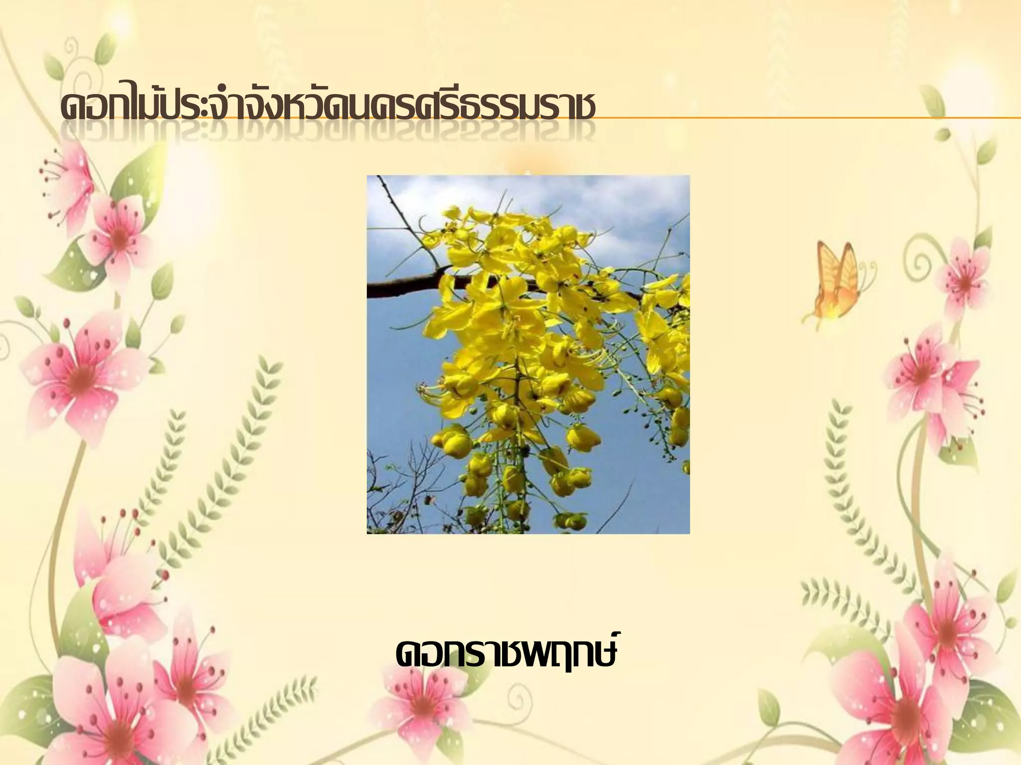 ดอกไม้ประจาจังหวัดนครศรีธรรมราช

ดอกราชพฤกษ์

 
